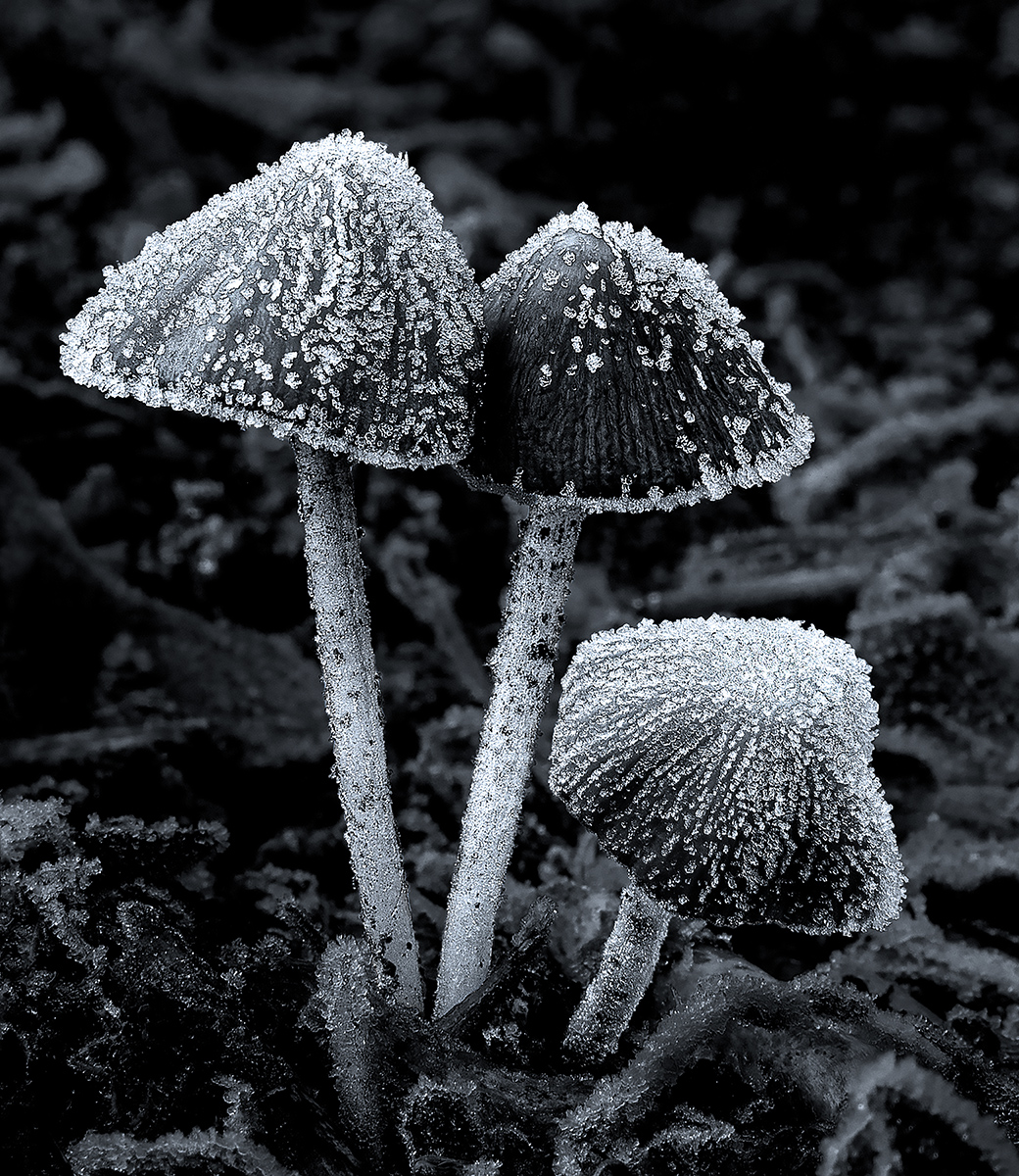 Frosted Toadstalls - Ann Laverock